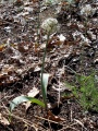 A.tulipifolium.jpg